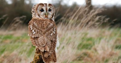 North East wildlife charity launches adoption scheme aiming to protect region's wildlife