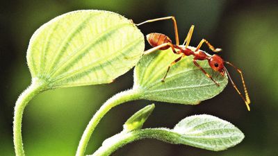 How to kill an ants' nest in a lawn – 5 tricks to kill ants but not grass