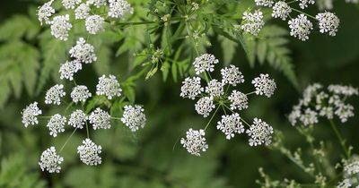 Warning issued over weed that could kill humans or animals hiding in your garden