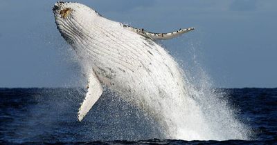 Where you can watch the 'humpback highway' pass the Hunter coast