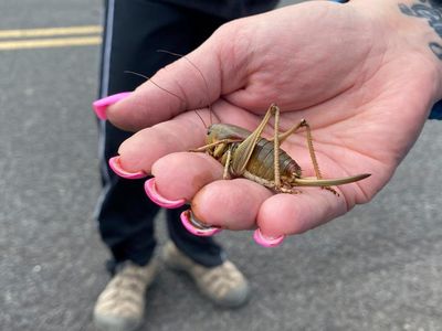 Bug swarm: Nevada crawling with thick carpet of Mormon crickets