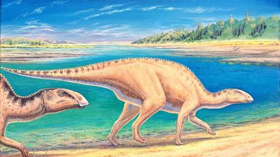 Remains of new species of duck-billed dinosaur found in Chile