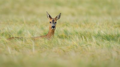 Check out this long lens setup for wonderful wildlife photos