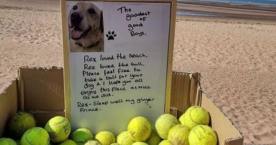 Beachgoers reduced to tears at heartbroken dog owner's touching gesture