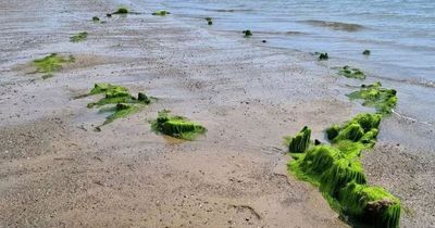 Ghostly ship skeleton emerges on Welsh beach