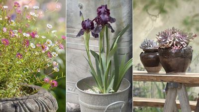 Drought-tolerant plants for pots – 10 easy-care choices for stunning summer containers