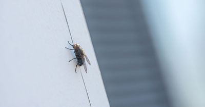 Why do flies rub their hands and do they really vomit on food? Latest as Irish homes plagued