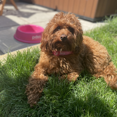How to stop dogs digging in the garden - expert tips to save your lawn and flowerbeds