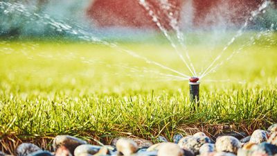 How often should you water your lawn in summer? Learn from the professionals and get it right