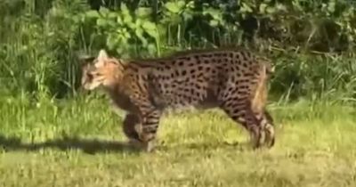 'Petrified' driver films big cat stalking village and fears it's actually legendary beast