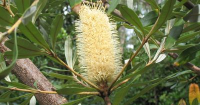 Why banksias deserve a better name