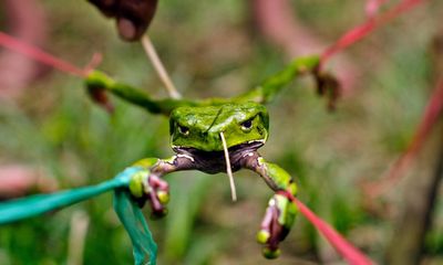 ‘Western arrogance’: how the wellness movement co-opted an Amazon frog toxin with deadly effects