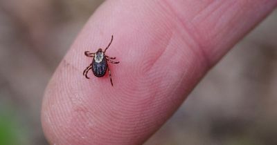 Urgent tick warning - signs you've been bitten and how to avoid them this summer