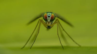 Scrambling Parasite Sensors Could Halt Malaria Infection, Say Scientists