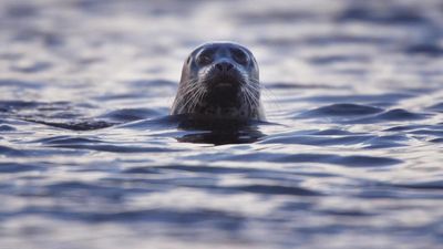 Concerns raised after seal shot in the face at Scottish fish farm