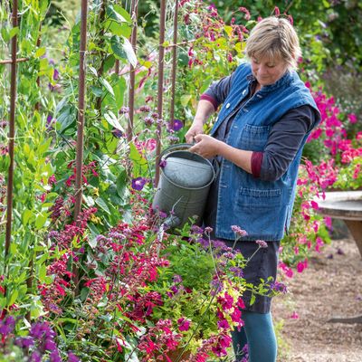 Drought tolerant plants - Sarah Raven's top tips for sunny spots