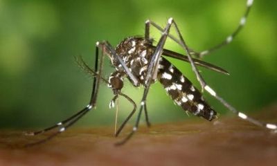 Study finds molecular sensor that allows malaria parasite to cause harm