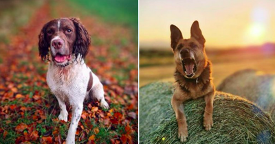 Police dogs snare alleged drug dealers after report of armed gang in Edinburgh