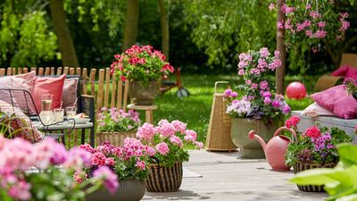 How to protect container plants from hot weather – 5 ways to help patio displays survive a heatwave