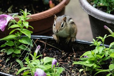 5 easy tricks to keep squirrels, chipmunks and other critters out of your garden pots