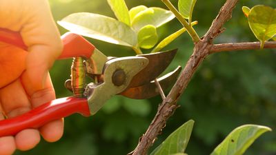 5 easy tips for cleaning pruning shears
