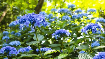 'Prevention is key' – expert tips for dealing with 8 common hydrangea diseases