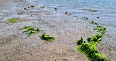 Ghostly ship skeleton emerges on UK beach hundreds of years after initial shipwreck