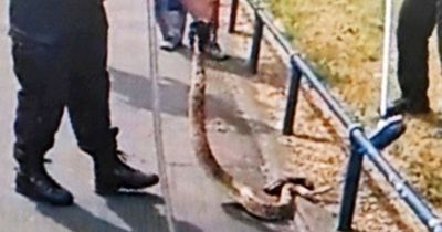 Terrifying moment police corner escaped snake on busy road