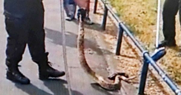 Firefighters pull giant boa constrictor from roof of Wisconsin home: 'The  stuff of nightmares