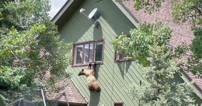 Massive bear tries to escape out of window after stealing homeowner's pork chops