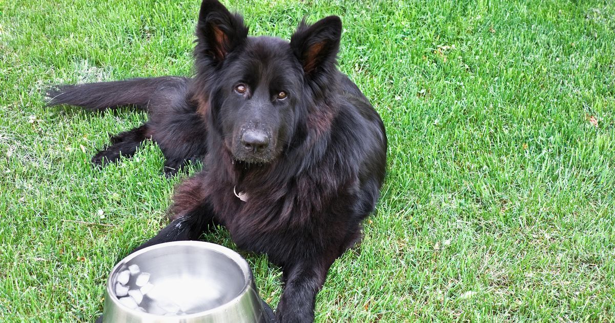 Should we give dogs ice cubes during heatwave animal…