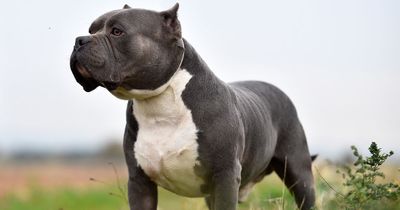 Thug ordered enormous American XL Bully dog to attack neighbour in violent street row
