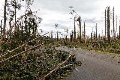 Govt consults on removing forestry from ETS