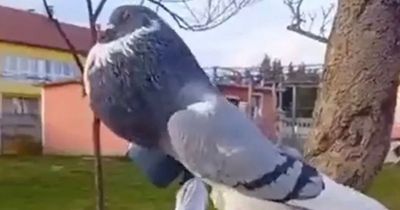 'Mutant pigeon' with giant feet and swollen neck sends people into frenzy