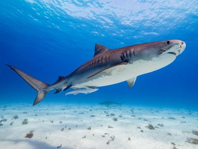 Netflix crew attacked by sharks while shooting docuseries