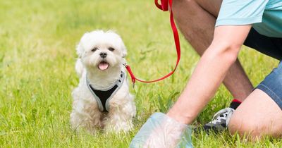 Bridgend council wants your views on planned £100 fines for people who don't pick up dog mess