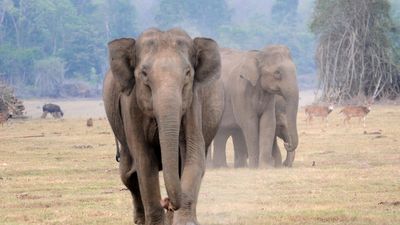 Woman trampled to death, another injured in elephant attack in Kanakapura