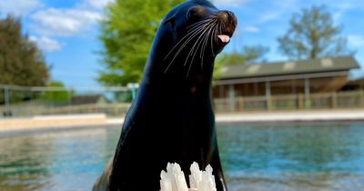 Scots safari park celebrates sea lion's birthday with frozen fish birthday cake
