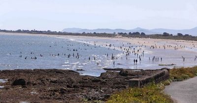 Clean Coasts to host event highlighting importance of sand dunes on Dublin beach