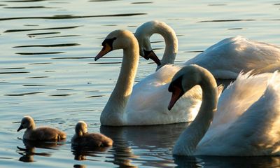 Swans decapitated amid rising attacks against waterfowl in England and Wales