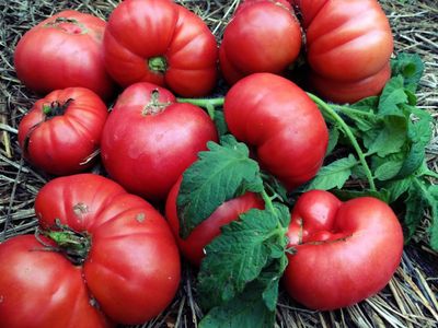 Did this tomato travel the Underground Railroad?