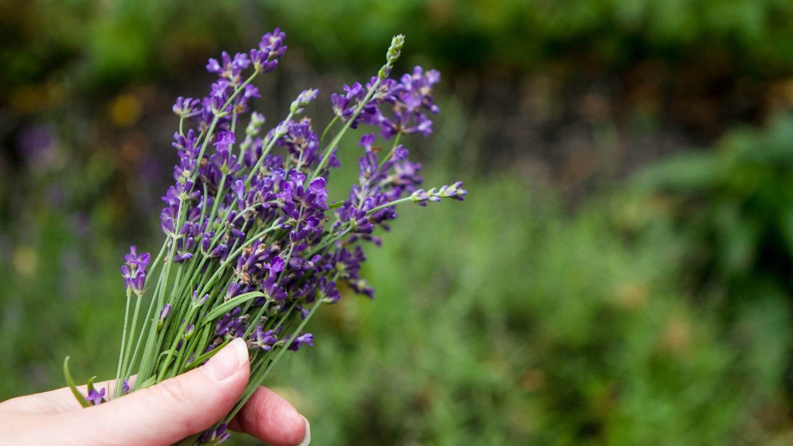 should-you-deadhead-lavender-expert-tips-on-getting