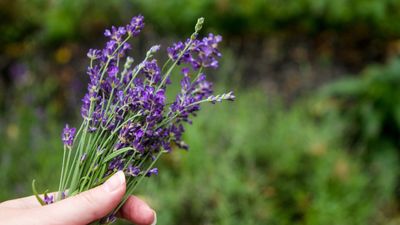 Should you deadhead lavender? Expert tips on getting more flowers by removing old blooms