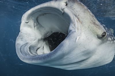 Watch 1st-ever footage of whale shark eating from the bottom of the ocean