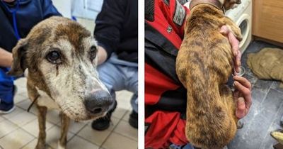 Skeletal dog whose owner 'couldn't afford the vet' has to be put down