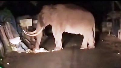 Tusker Padayappa raids three roadside shops in Munnar