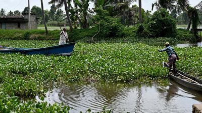 Kottayam warms up to water hyacinth as an economic resource