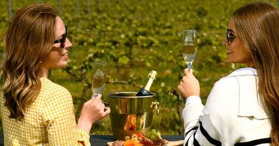 Aldi launches vineyard wine-tasting experience - and tickets are just £2.67