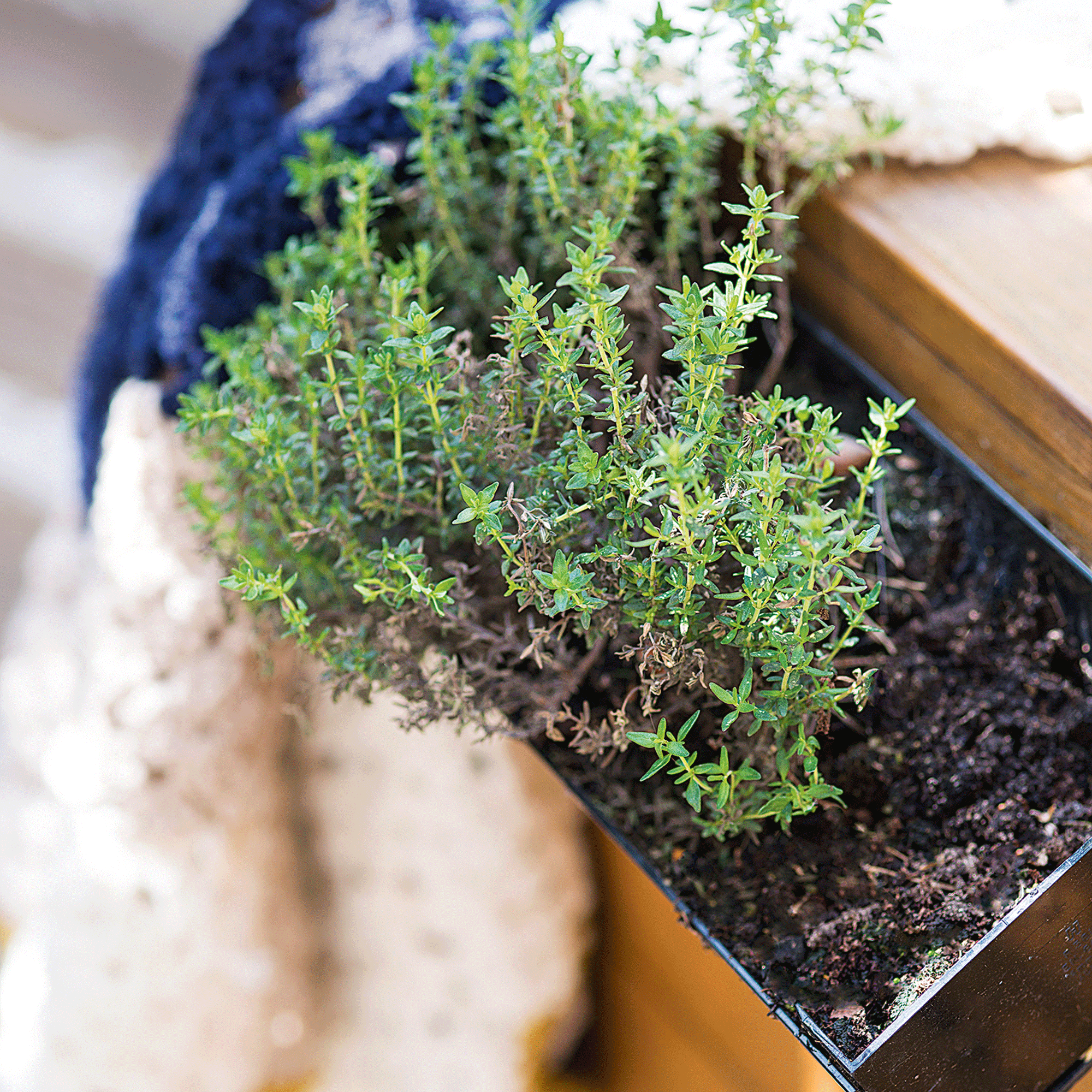 How to propagate thyme – grow the tasty herb at home for free from cuttings