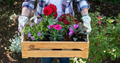 Gardener's unusual 3p nappy hack will keep your flowers fresh and blooming